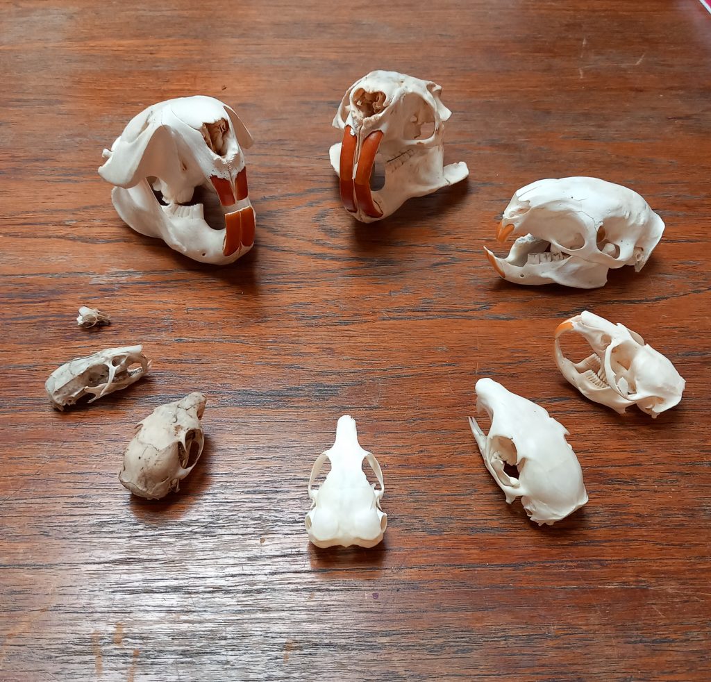 Knaagdierenschedels © Riolenmuseum