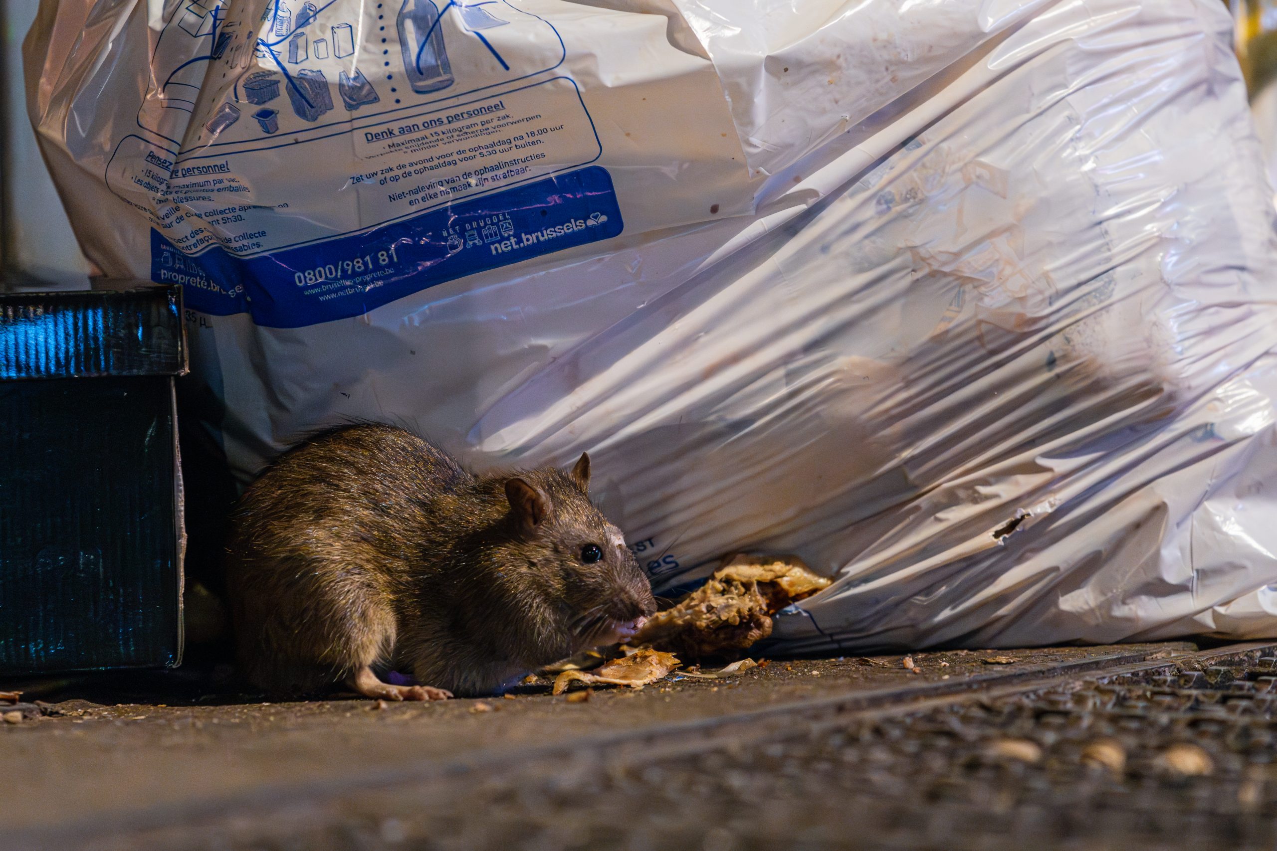 Larousse Rats Exposition Rattus - Sewer museum